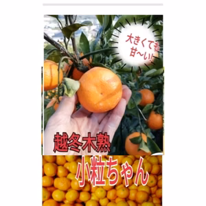 ラストすぐ発送❢3箱【甘小粒ちゃん】お家用）越冬みかん大津4号みかん