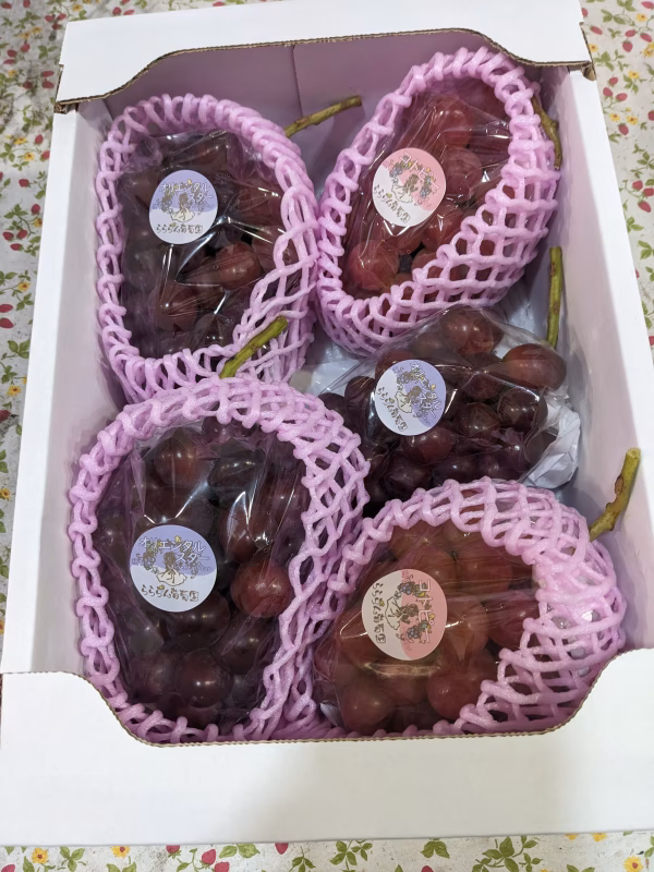岡山県産 ブドウ コトピーとオリエンタルスター お手頃価格です