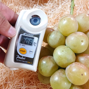 超お得！簡易包装【加工用ぶどう】1.５㎏ ☆着色不良でも糖度20度あります！☆