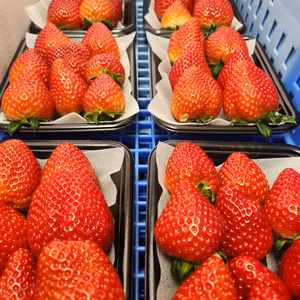 【甘さＮｏ．1】ジューシー 10件のみが栽培甘すぎるいちごを皆様へ150ｇ×2～