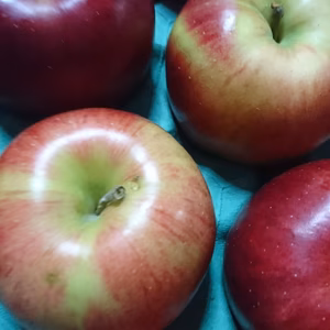 シナノスイートのジュース用リンゴ10キロ