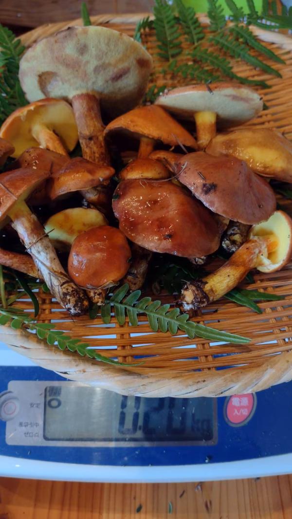 ニセコ産◆天然落葉キノコ200ｇ