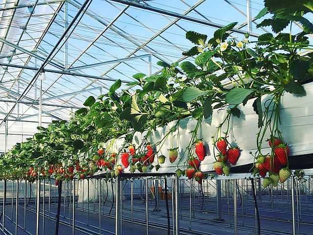 群馬県利根郡みなかみ町｜たくみの里いちごの家｜安部則幸さんの生産者