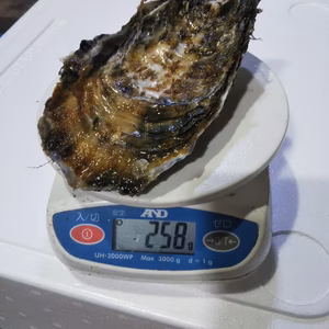 １日2箱限定　超特大牡蠣　「噴火湾プレミアム」　生食用　２0個入り