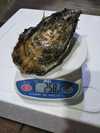 １日2箱限定　超特大牡蠣　「噴火湾プレミアム」　生食用　２0個入り