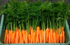 朝採り！葉付き人参「恋ごころ」☆農薬・化学肥料不使用