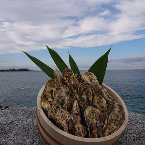 糸島福吉産 1粒牡蠣、飛龍丸の牡蠣殻付き