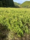 【高知県産】農薬・化学肥料不使用　生姜　1キロ土付き