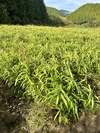 【高知県産　農薬・化学肥料不使用】土付き生姜　箱の重量込み