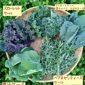 いろいろ楽しめるケール５種・各100g