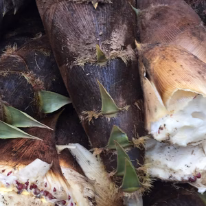 タケノコ（筍）４キログラム以上