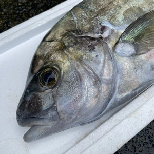 （魚突き）ナンヨウカイワリ2.5kg 内臓、鱗処理済み