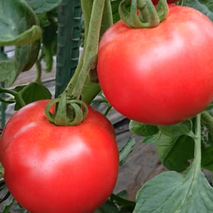 ✨完熟トマト✨食べ比べセット‼️