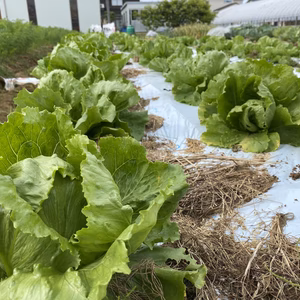 無農薬栽培 レタス（無農薬レタス）lettuce