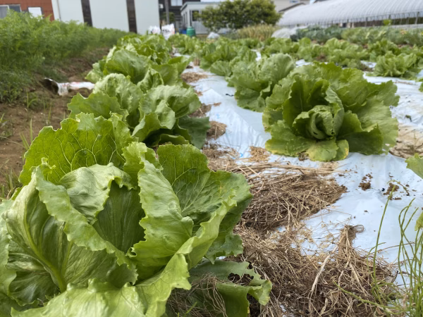 無農薬栽培 レタス（無農薬レタス）lettuce