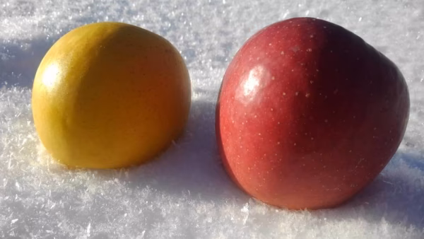 上岡様専用箱　恋空4㎏きおう3㎏紅ロマン2･5㎏