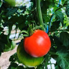 高糖度トマト　訳あり