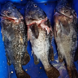 イチマン❗お買い得‼️訳あり　活〆　黒ソイ　3尾　下処理あり❗