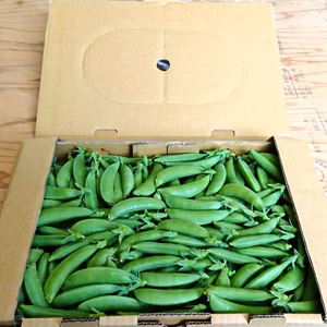 【シェアがおすすめ】スナップエンドウ1㎏ 