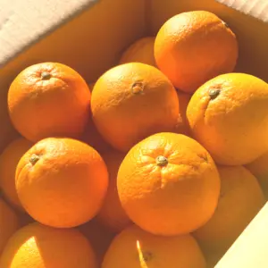【今が旬の柑橘】こだわりのネーブルオレンジ【農薬使用量30％未満】約4kg