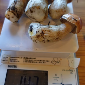 高級■ニセコ産■天然■生ポルチーニ茸