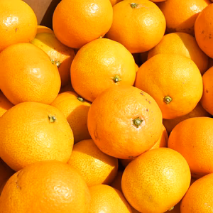 【超特価】温州ミカン,みかん 10kg 80個〜120個（多少傷あり）佐賀県産 