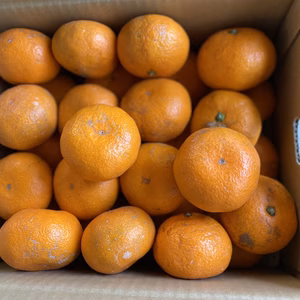 “大津4号”完熟みかん【ご家庭用】大キズ訳あり