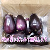 泉州産水なす(生)《キズ多め》