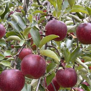 すぐ発送！【家庭用】秋映 約3kg 信州りんご