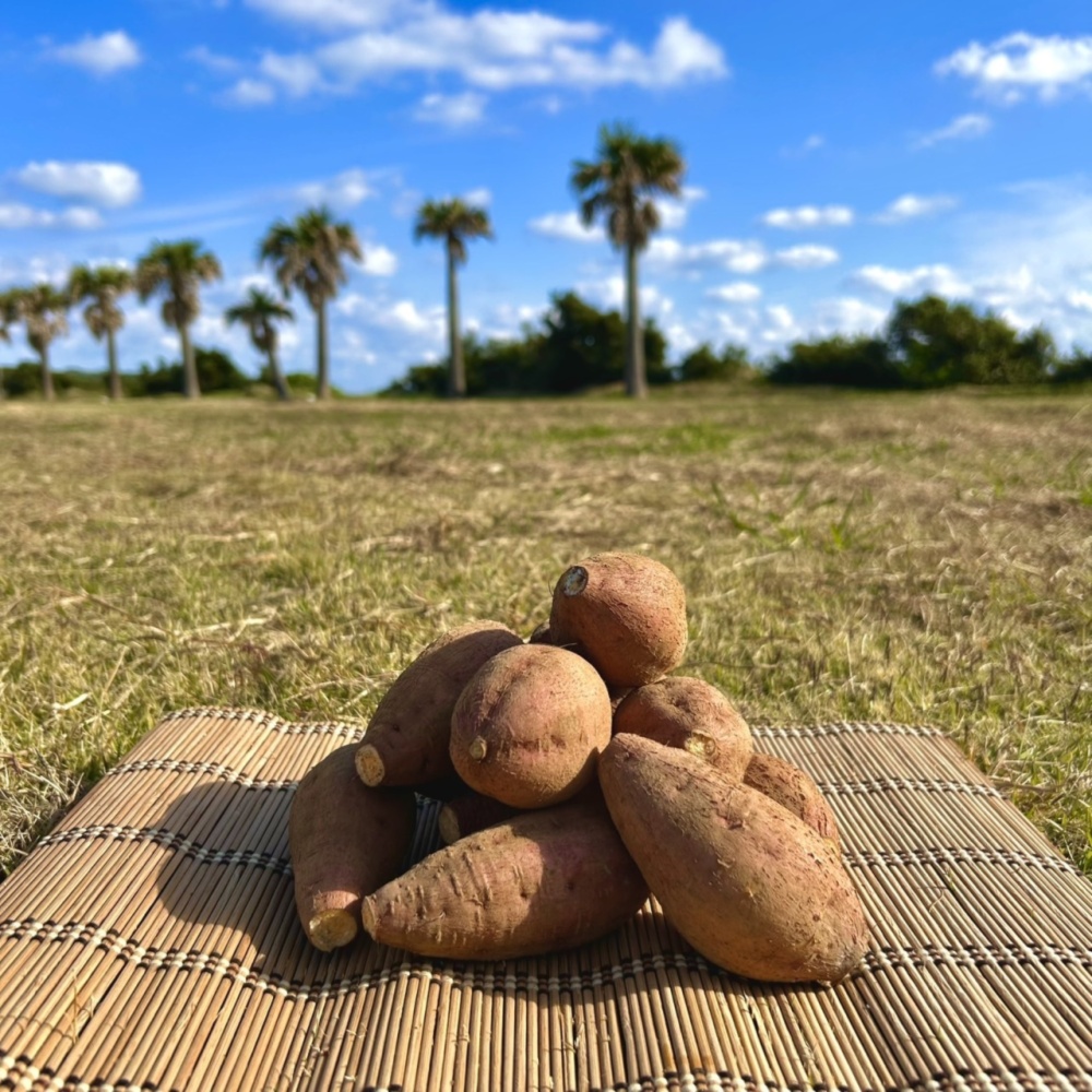 たぬきポケット 千葉県産 さつまいも 苗 安納芋 種子島島原の熟成安納