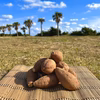 【絶品】種子島産 安納芋 Sサイズ｜aimo農園
