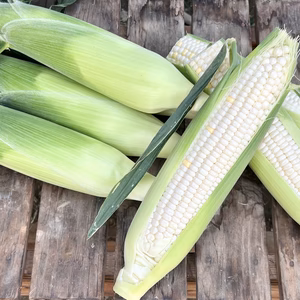 数量限定 [訳ありお得] 焼きもろこし、スープなどに