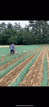 ‼️有機肥料使用土付き新鮮甘々ねぎ‼️