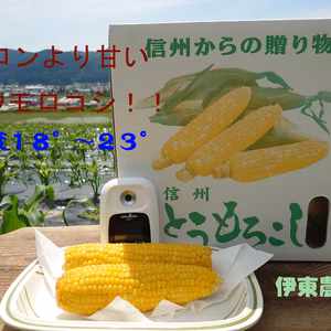 夏の恵(サニーショコラ)メロンより甘い糖度18°〜23°!
