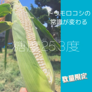 数量限定　最高級白トウモロコシ「ブロンシュ」