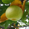 スクスク農場の梨 秋甘泉(あきかんせん)と夏そよか(なつそよか)のセット