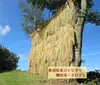 【数量限定】雪国大島村のコシヒカリ天日干し　玄米/白米