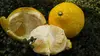 はるか-レモン色の甘い柑橘- 限定10箱