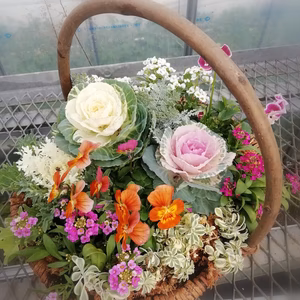 贈答用にも★花バスケット寄せ植え★Mサイズ幅３０センチ程度