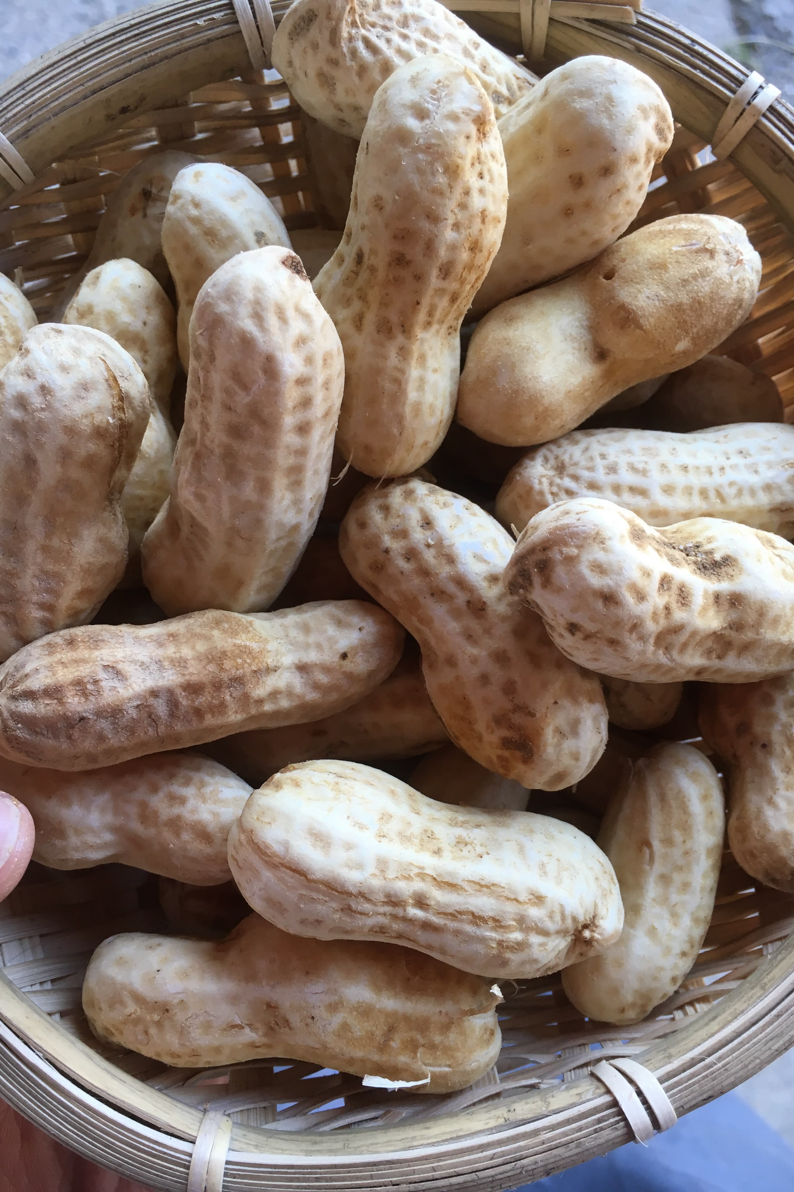 おおまさりの産直通販・お取り寄せ商品｜ポケットマルシェ｜産地