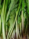 JAS有機☆特栽野菜とカンパーニュを信州諏訪湖の畔をクールでお届け
