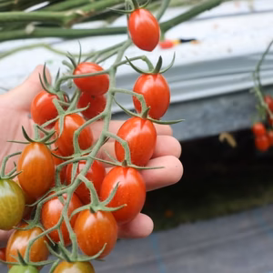農園長オススメ！今食べて欲しい美味しいトマトセット