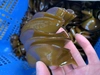天然③春の海産物