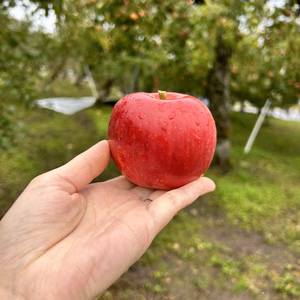 【福袋2024】小玉ふじ　特別価格！りんごの王様⭐︎農薬60％減
