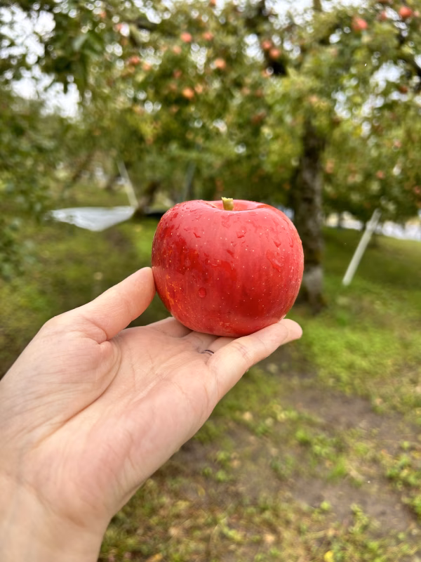 【福袋2024】小玉ふじ　特別価格！りんごの王様⭐︎農薬60％減