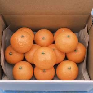 家庭用　果汁たっぷりの愛媛県産「まどんな 小玉」なくなり次第終了です！