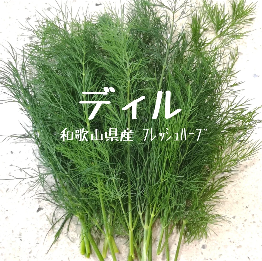 【摘みたてお届け】ディル☆クセになる香り！
