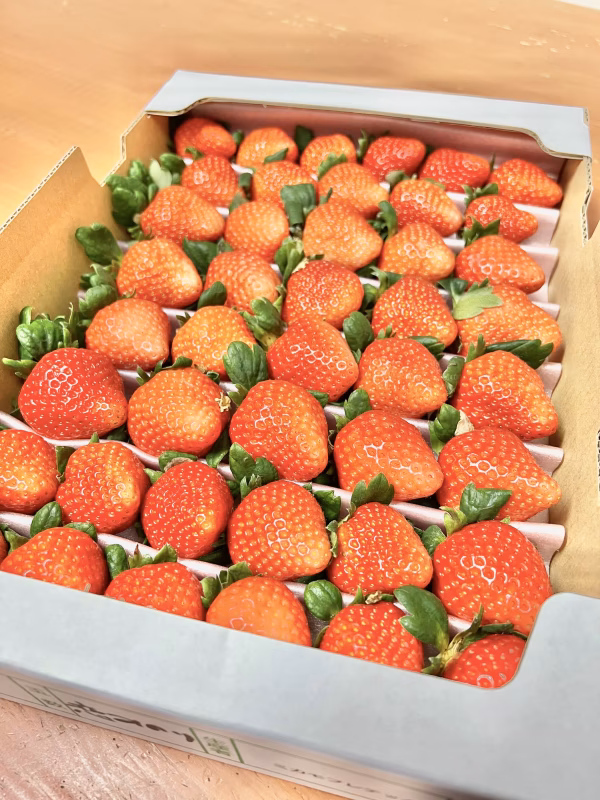 【新品種 恋みのり】毎年1番人気！訳ありお買い得！サイズお任せ！