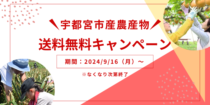 いのちを守る農場から 送料無料 ◎JA筑前あさくら いちじく『博多とよみつひめ』約900g（ゆり