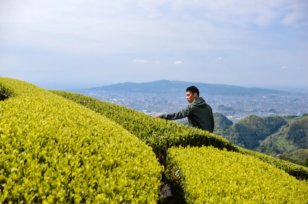 杉山貢大農園の煎茶「和」普段の飲みに最適！200ｇ